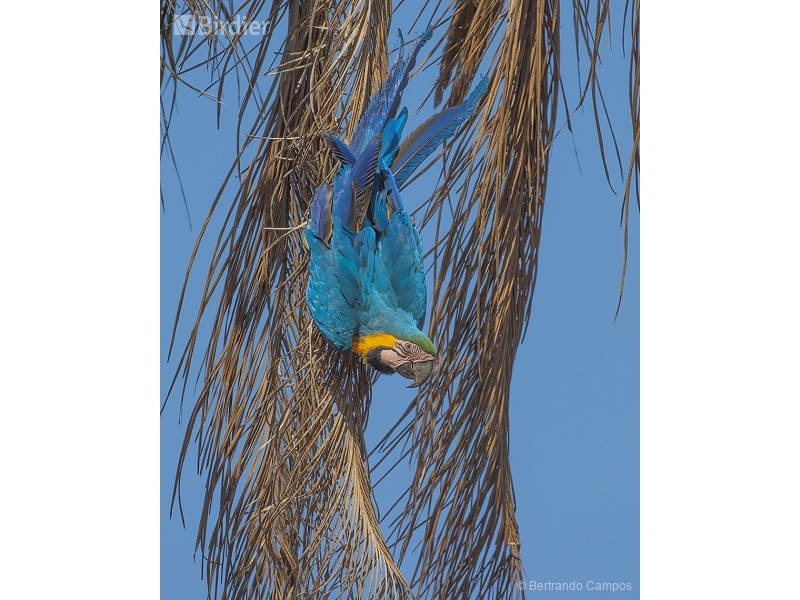 Blue-and-yellow Macaw