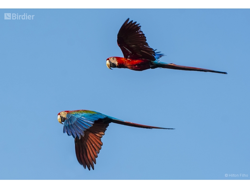 Red-and-green Macaw
