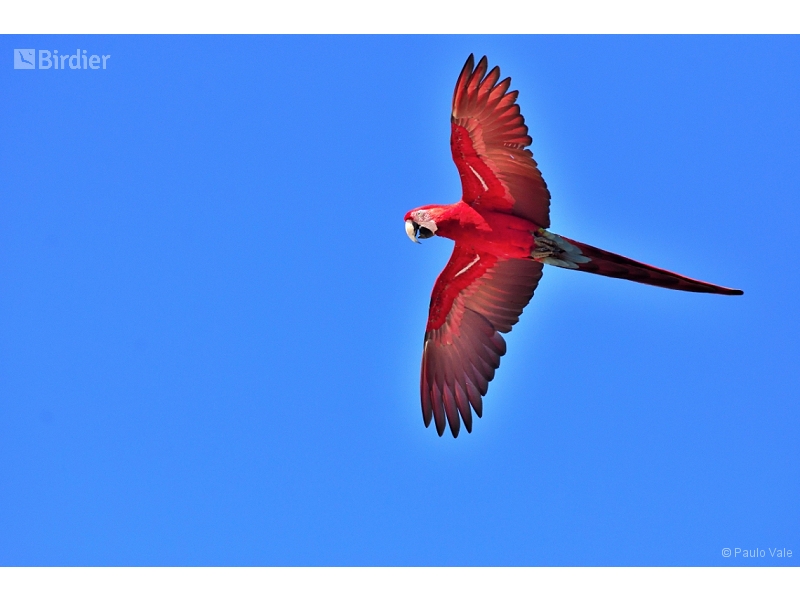 Red-and-green Macaw