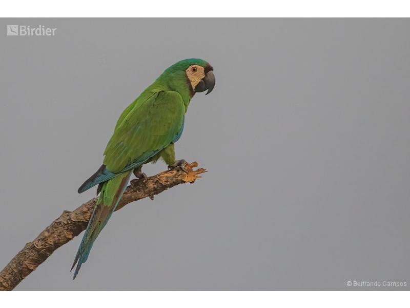 Chestnut-fronted Macaw
