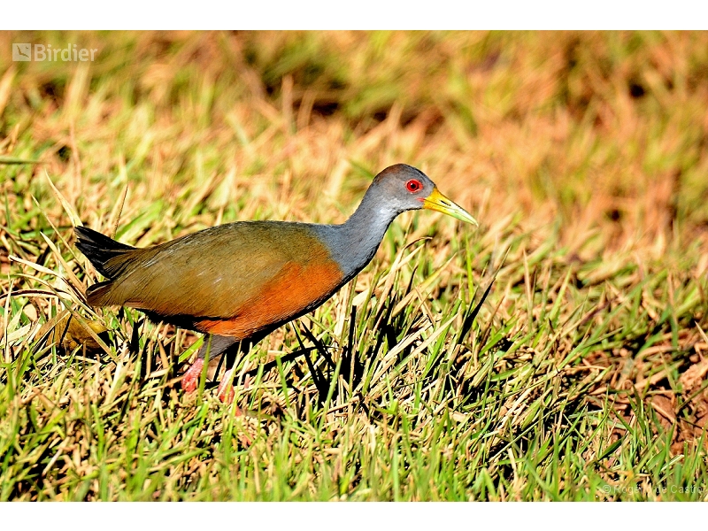 Grey-cowled Wood Rail