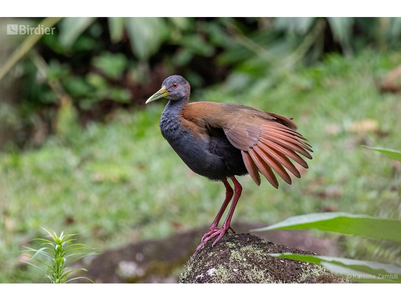 Slaty-breasted Wood Rail