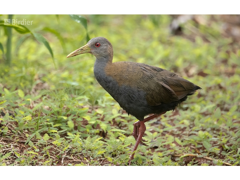 Slaty-breasted Wood Rail