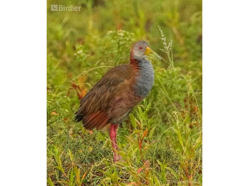 Giant Wood Rail