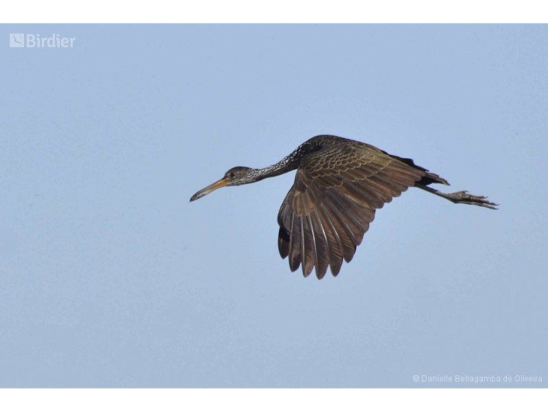 Limpkin