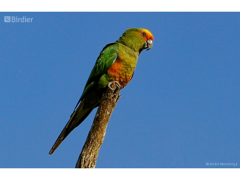 Golden-capped Parakeet