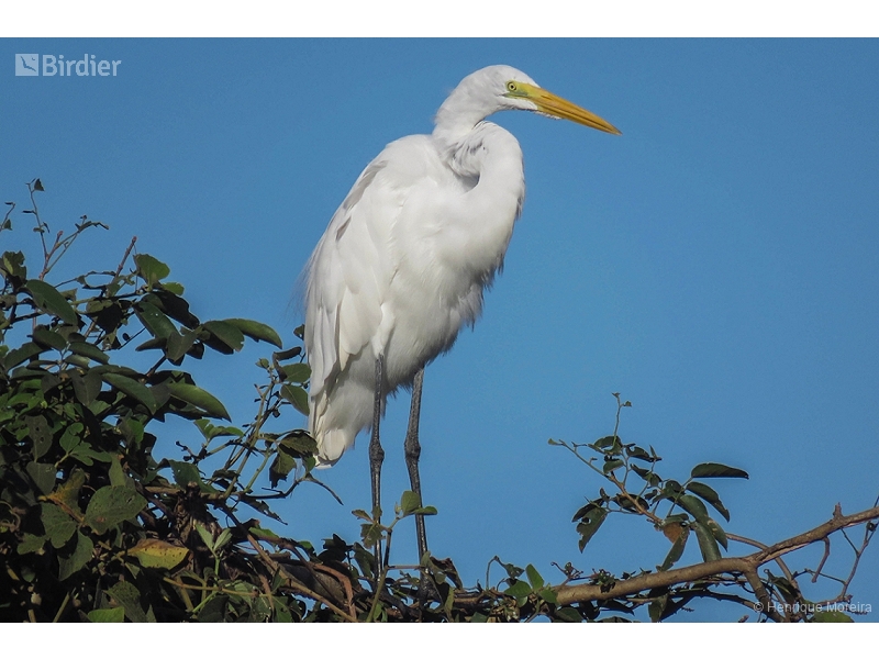 Great Egret