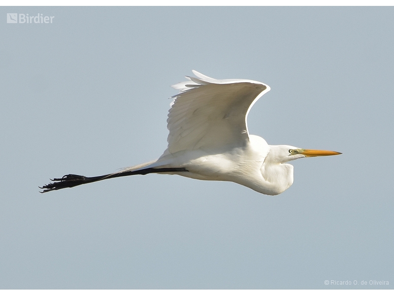 Great Egret