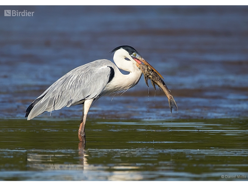 Cocoi Heron