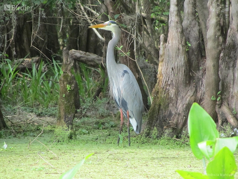 Great Blue Heron