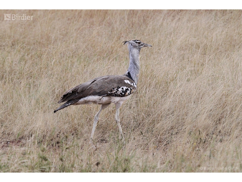 Kori Bustard