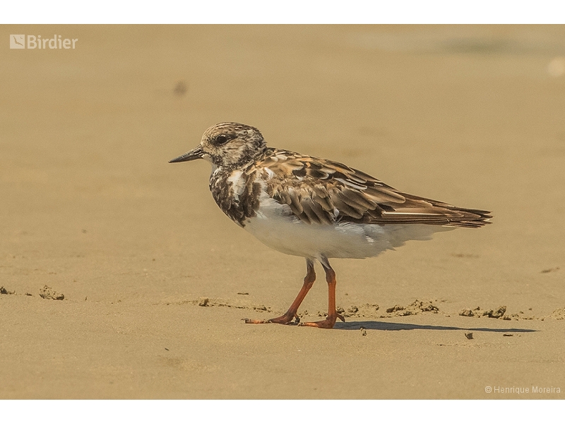 Ruddy Turnstone