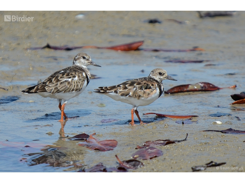 Ruddy Turnstone