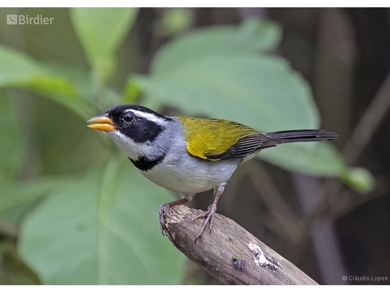 Saffron-billed Sparrow