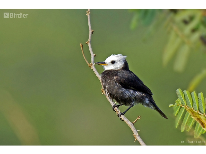 White-headed Marsh Tyrant