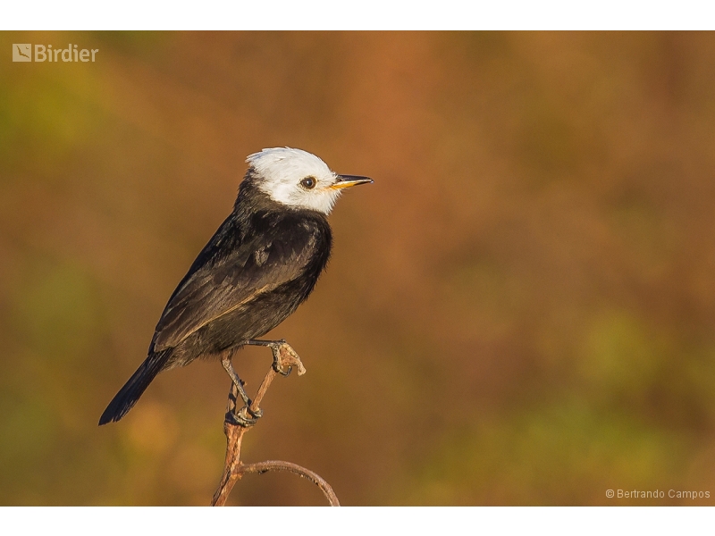 White-headed Marsh Tyrant