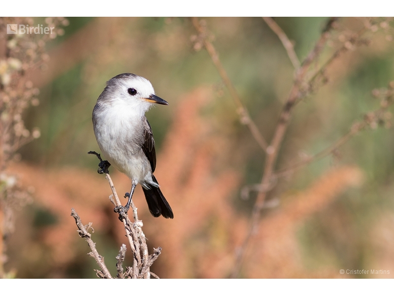 White-headed Marsh Tyrant