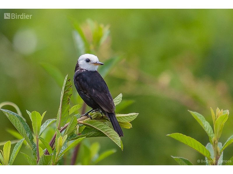 White-headed Marsh Tyrant