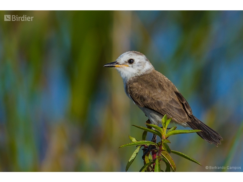 White-headed Marsh Tyrant