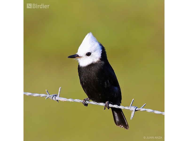 White-headed Marsh Tyrant