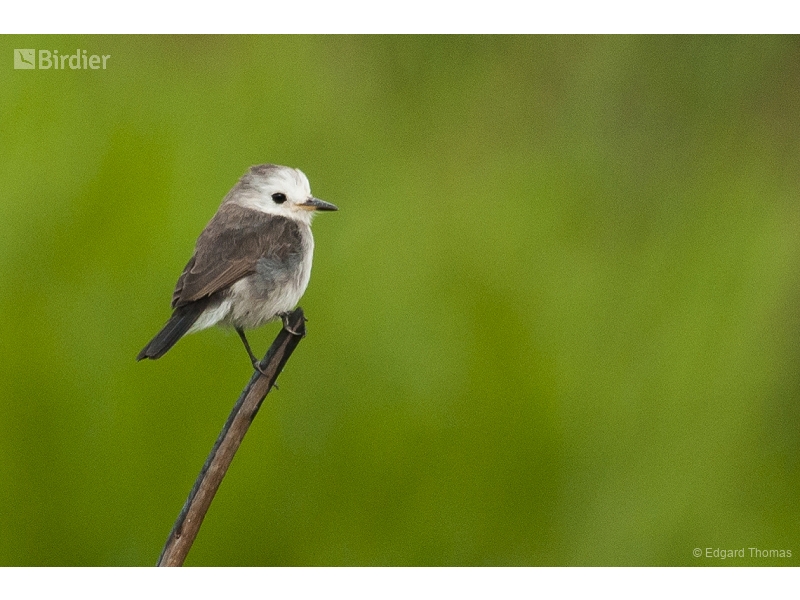 White-headed Marsh Tyrant