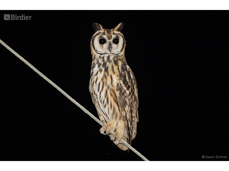 Striped Owl