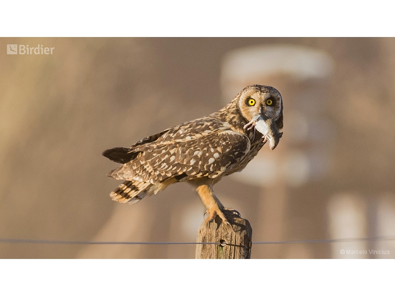 Short-eared Owl