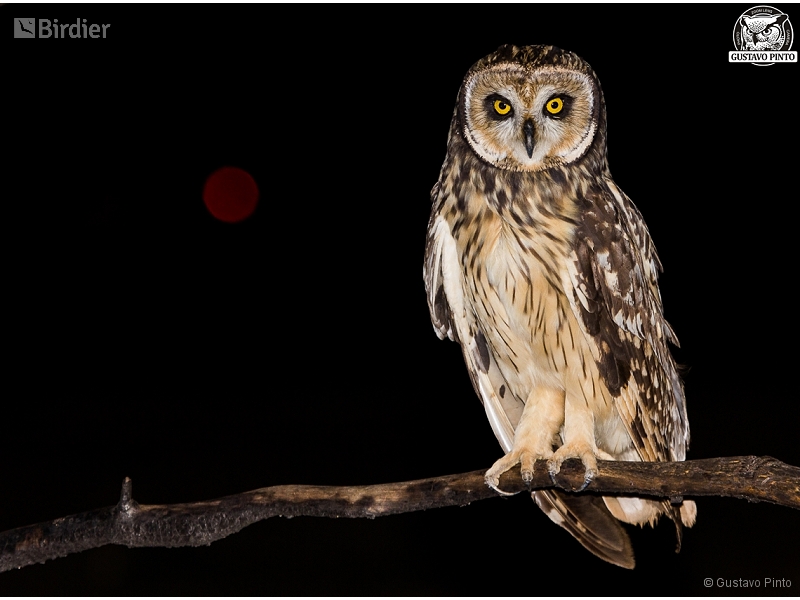 Short-eared Owl
