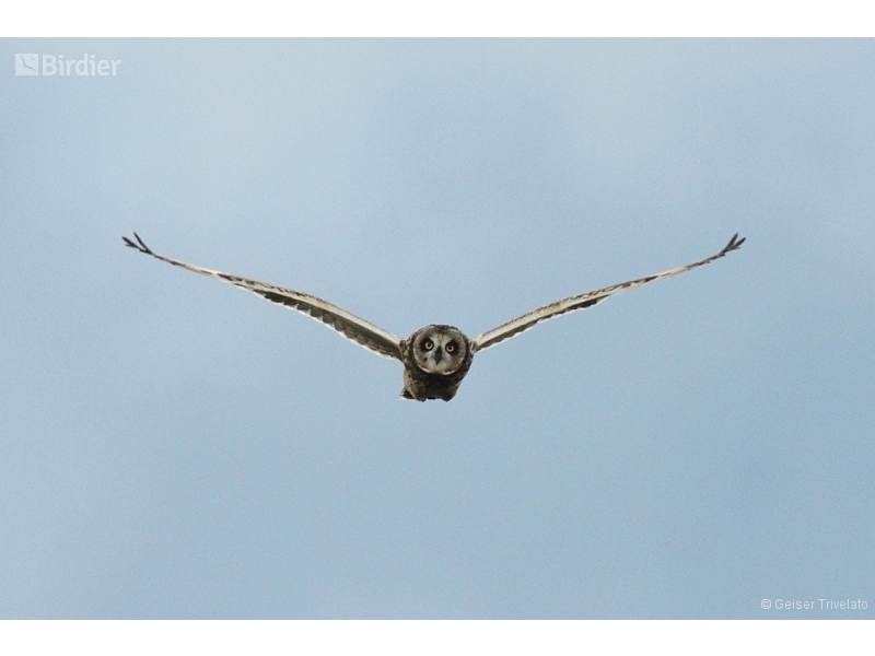 Short-eared Owl