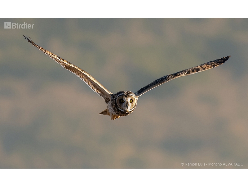 Short-eared Owl