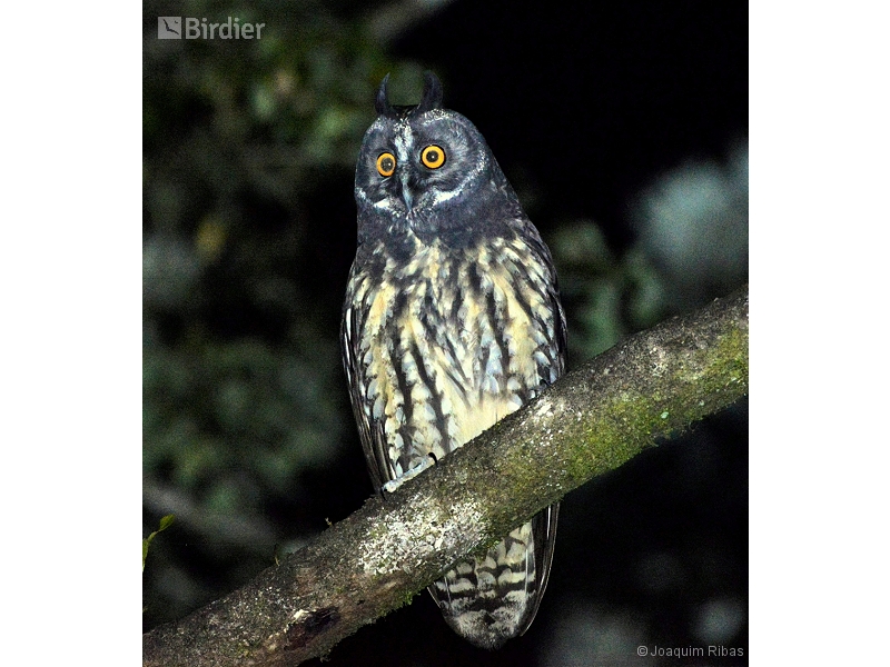 Stygian Owl