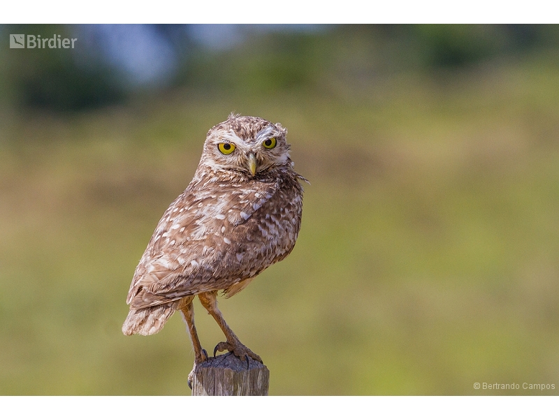 Burrowing Owl