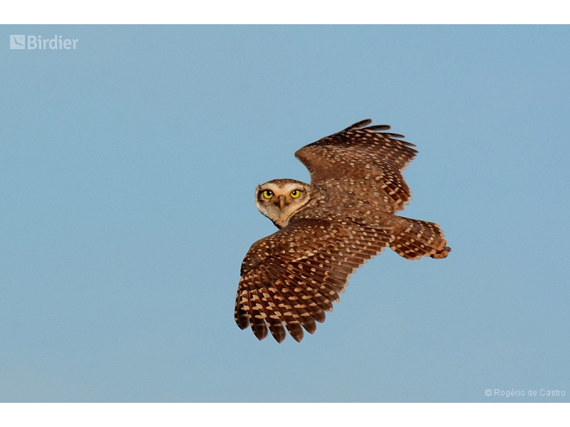 Burrowing Owl