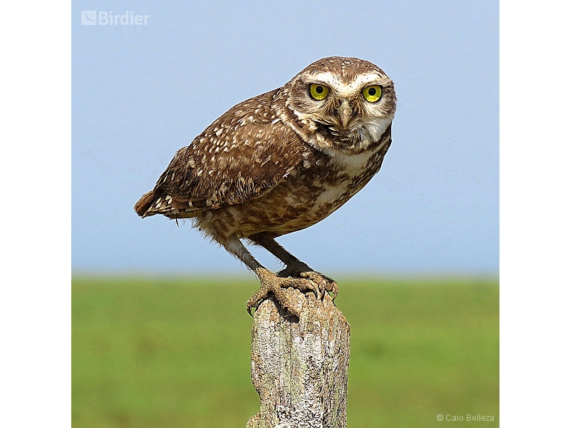 Burrowing Owl