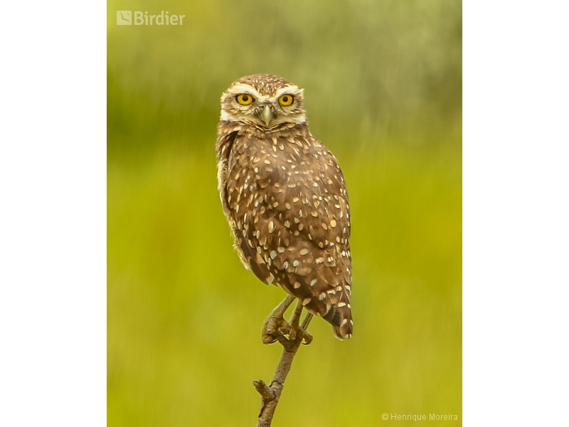 Burrowing Owl