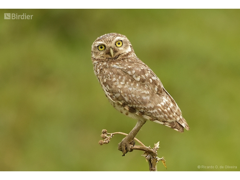 Burrowing Owl