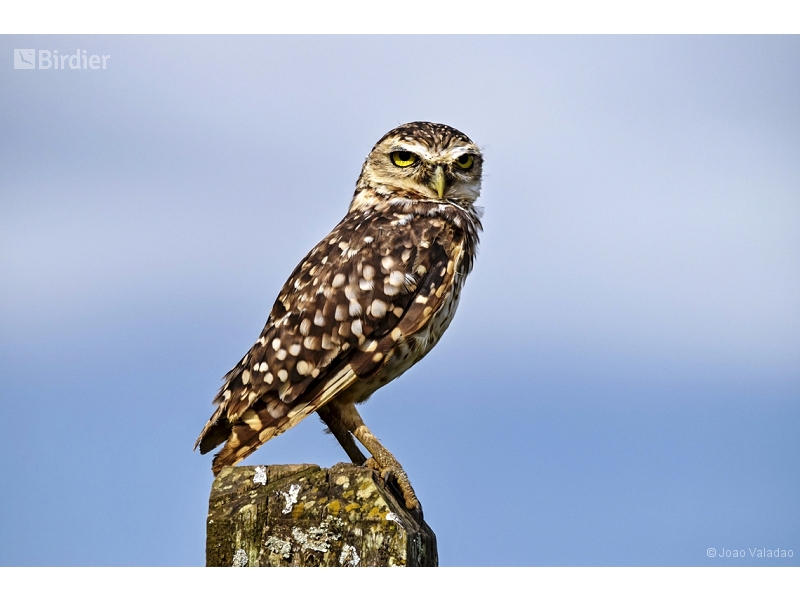 Burrowing Owl