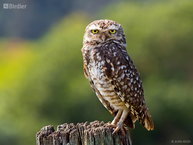 Burrowing Owl