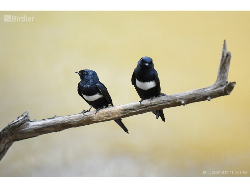 White-banded Swallow