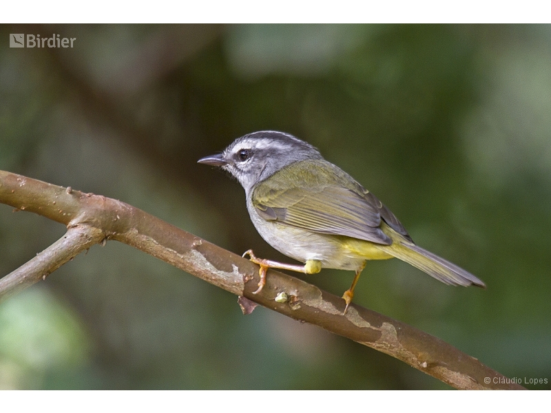 Golden-crowned Warbler