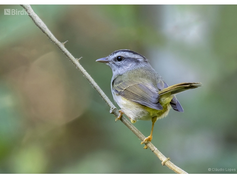 Golden-crowned Warbler