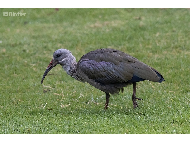 Hadada Ibis