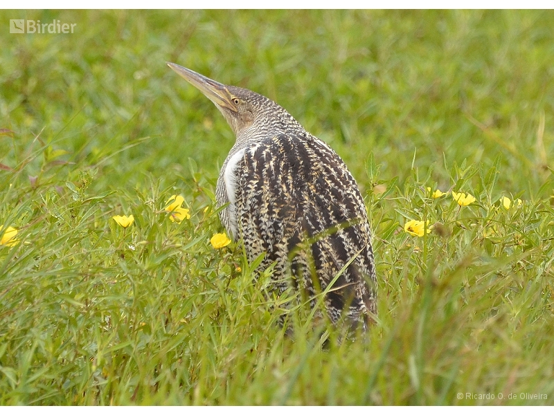Pinnated Bittern