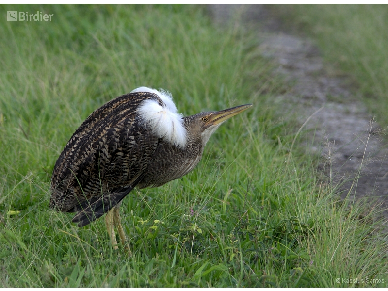 Pinnated Bittern