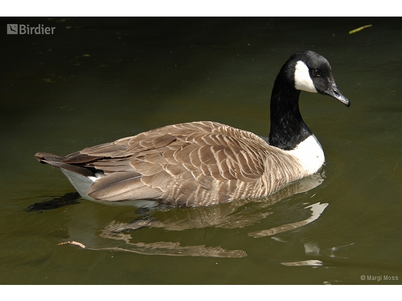 Canada Goose