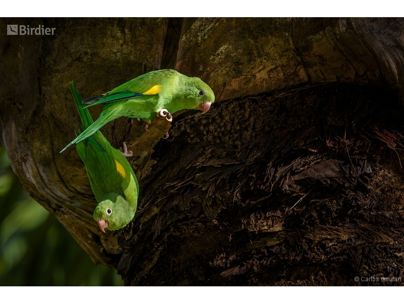 Yellow-chevroned Parakeet