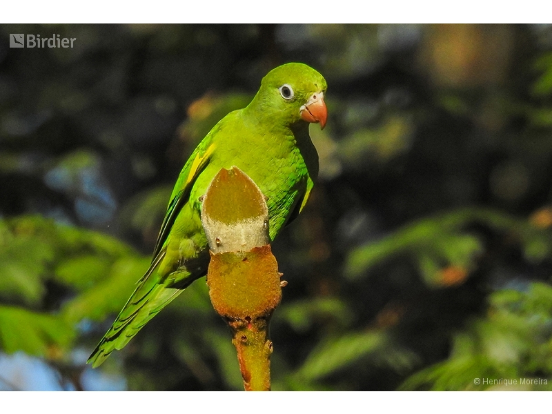 Yellow-chevroned Parakeet