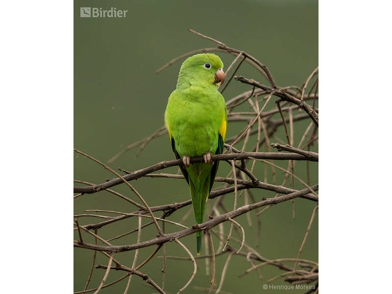 Yellow-chevroned Parakeet