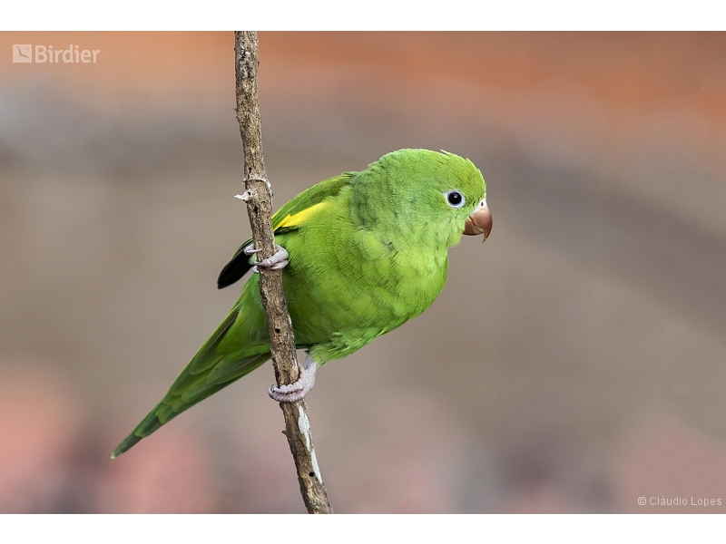 Yellow-chevroned Parakeet