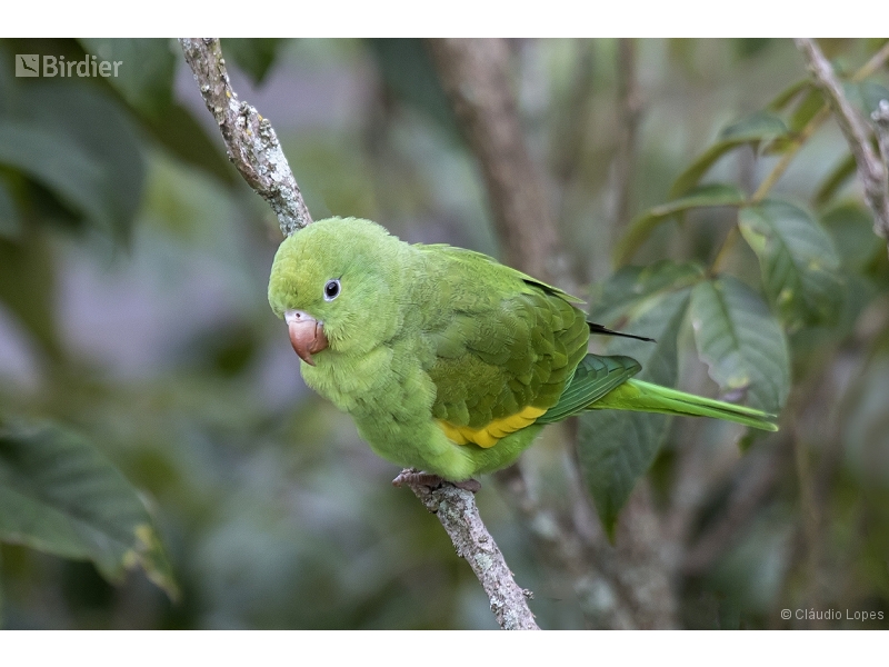 Yellow-chevroned Parakeet